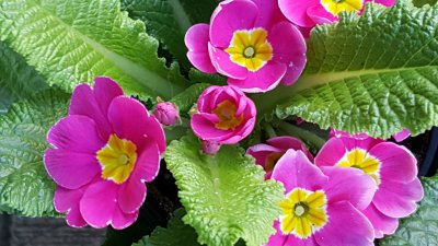 报春花什么时候开花 春天什么时候可以看到报春花开放？