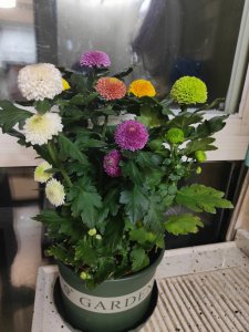 乒乓菊什么时候开花 乒乓菊何时开花？
乒乓菊花期在何时？