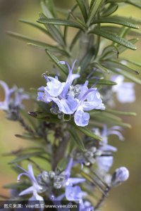 迷迭香什么时候开花 迷迭香何时开花 -> 迷迭香花期何时