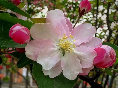 西府海棠什么时候开花 西府海棠何时开花
西府海棠花期如何