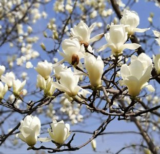 白玉兰花什么时候开花 白玉兰花何时会绽放？
