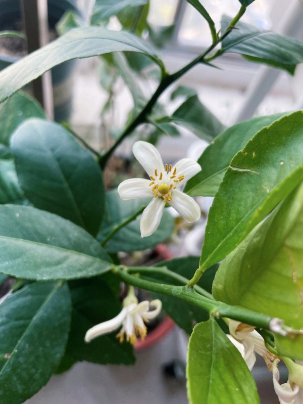 柠檬树什么时候开花