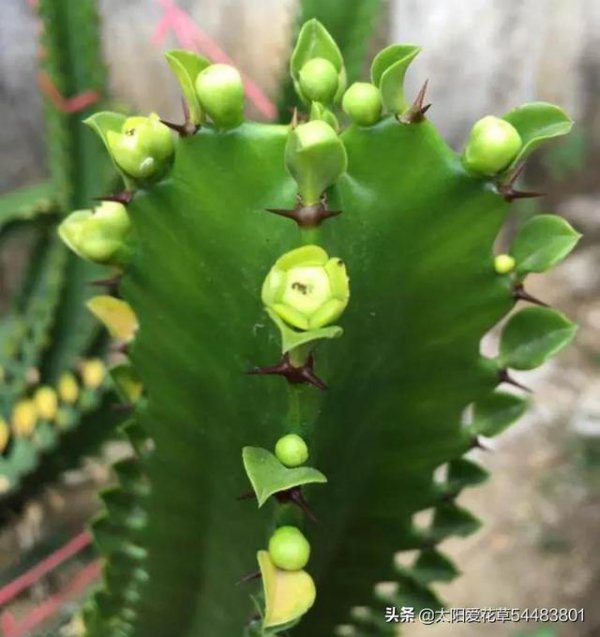 龙骨花开花吗