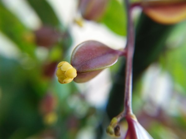 山药开花吗