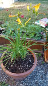 黄花菜什么时候开花 何时开放黄花菜花朵？
黄花菜何时盛开？