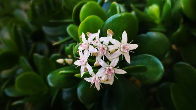 燕子掌开花吗 燕子掌开花的吗？