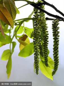 核桃树开花吗 核桃树能开花吗？
核桃树是否会开花？