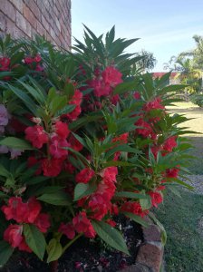 指甲花什么时候开花 什么时候可以看到指甲花开放？