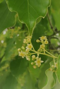 香樟树开花吗 香樟树会开花吗？
香樟树是否开花？