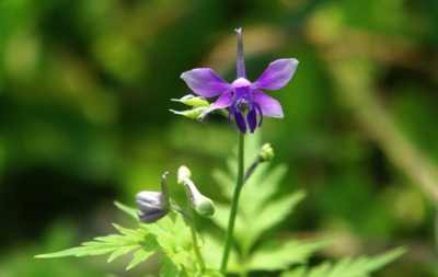 艾草开花吗 艾草会开花吗？