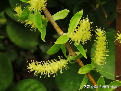 柳树开花吗 柳树是否会开花？