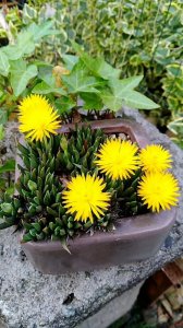 黄花照波什么时候开花 黄花照波开花时间及花语寓意介绍