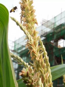 玉米开花吗 玉米是否开花？ 
玉米会开花吗？