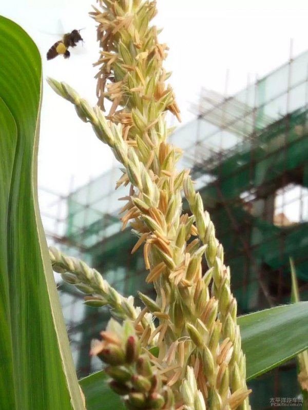 玉米开花吗