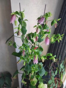 风铃草什么时候开花 风铃草开花时间是什么时候？