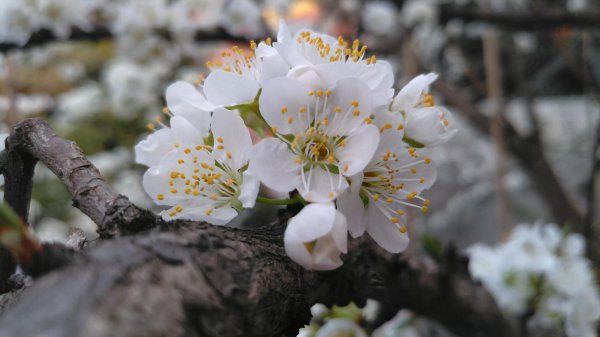 李树什么时候开花