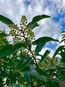 冬青开花吗 冬青是否有开花现象？