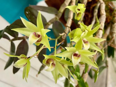 石斛开花吗 「石斛有开花吗？」
「石斛会开花吗？」