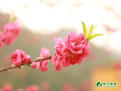 桃花树什么时候开花 桃花树何时会绽放花朵？