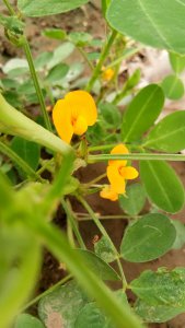 花生开花吗 花生是否可以开花？

花生能否开花？