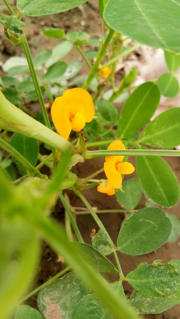 花生开花吗