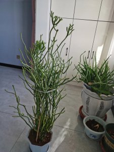 光棍树开花吗 光棍树会开花吗？