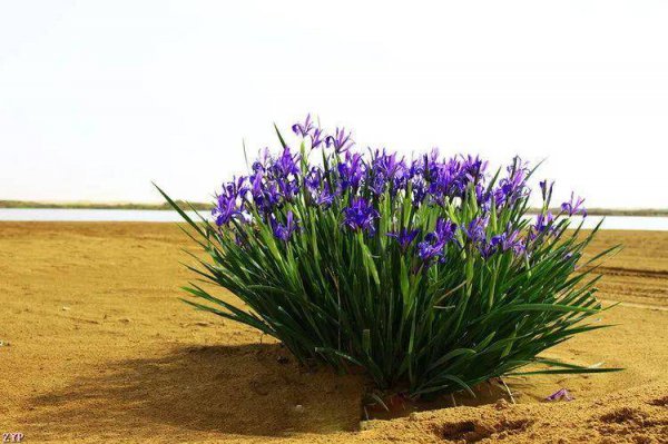 马兰花什么时候开花