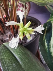 孔雀竹芋开花吗 孔雀竹芋能开花吗？