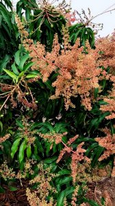 芒果什么时候开花 芒果何时开花？
芒果花期如何？