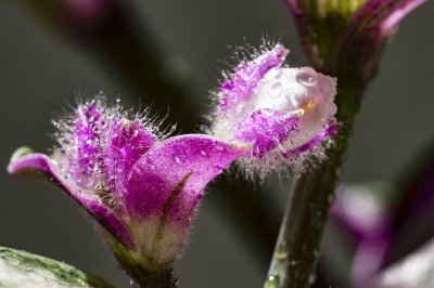 吊竹梅开花吗 竹梅开花的季节是哪个时候？