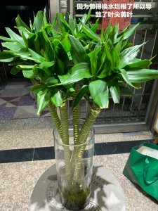 观音竹开花吗 观音竹开花吗？
