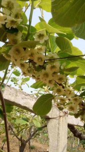 猕猴桃什么时候开花 猕猴桃何时开花？