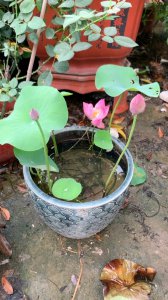 碗莲开花吗 碗莲会开花吗？