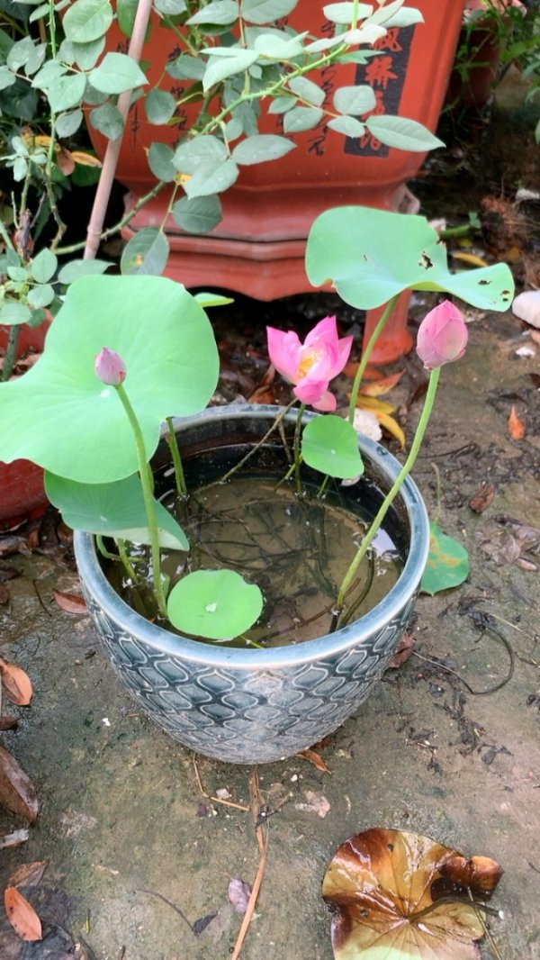 碗莲开花吗