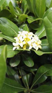 黄杨开花吗 黄杨可以开花吗？
黄杨是否开花？