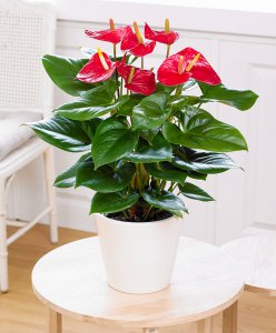 红掌花语和寓意 红掌花的花语和象征意义