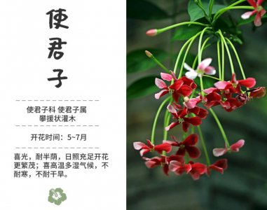 玉露的花语和寓意 玉露花语及涵义