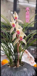 兰花草什么时候开花 兰花草何时会绽放花朵？