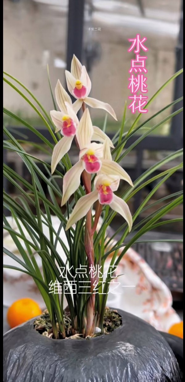 兰花草什么时候开花