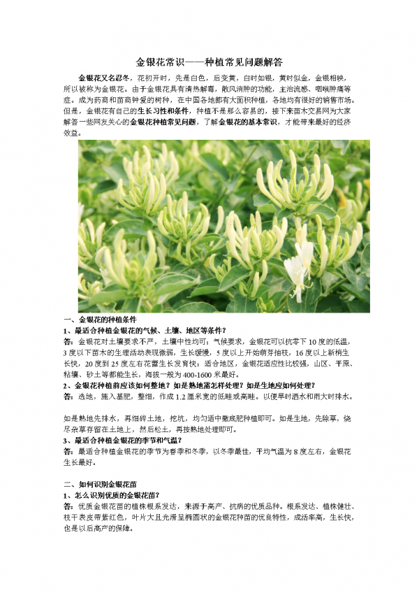 金银花花语和寓意