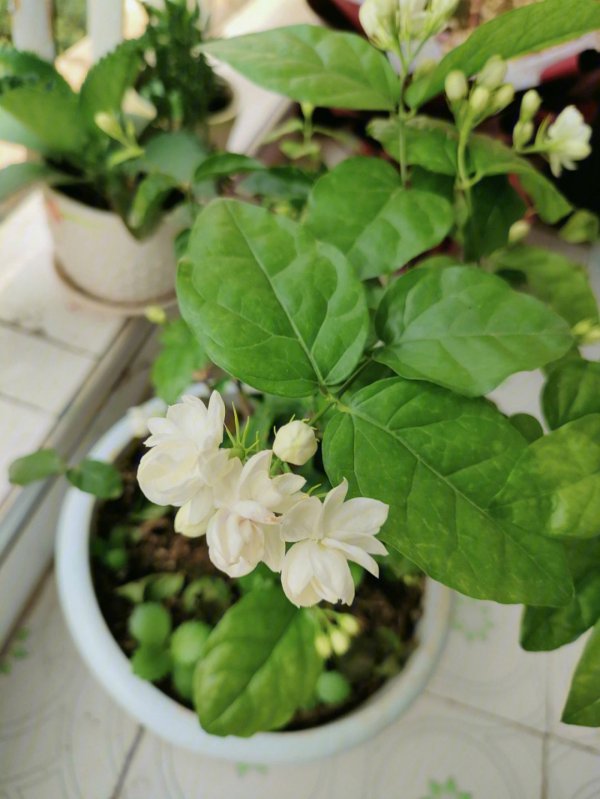 法国茉莉什么时候开花