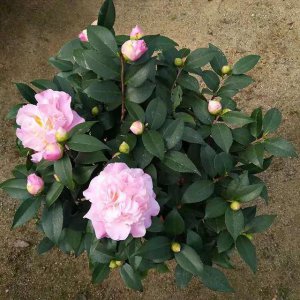山茶什么时候开花 山茶何时会绽放花朵？