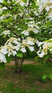 琼花什么时候开花 琼花什么时候盛开＂ 
＂琼花何时开放