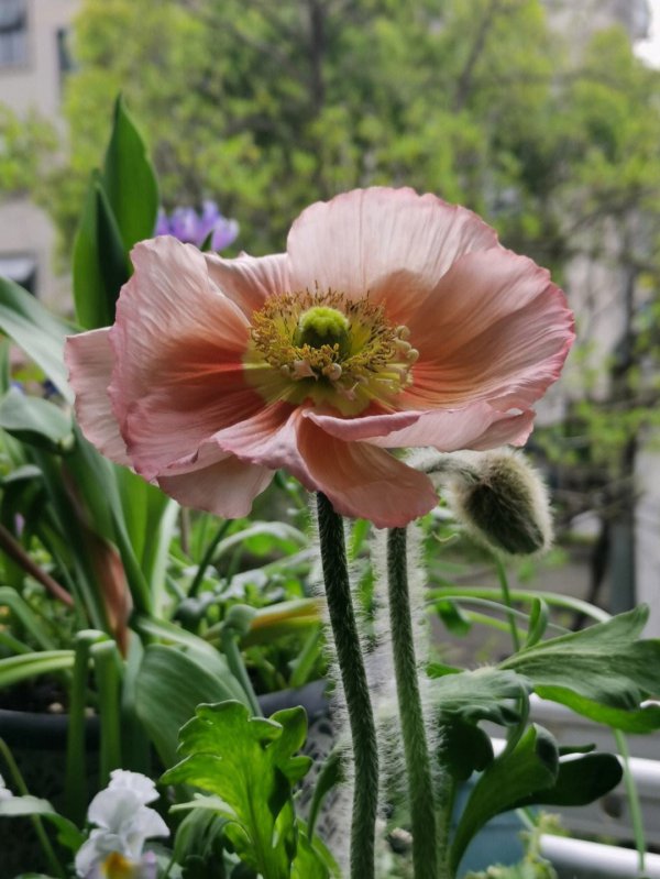 虞美人什么时候开花