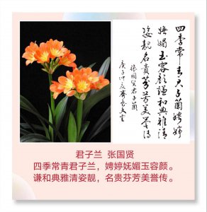 君子兰花语和寓意 君子兰的花语及意义