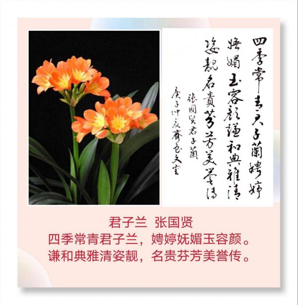 君子兰花语和寓意