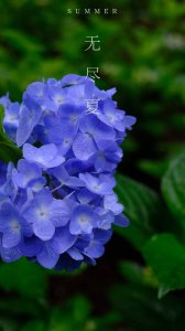 无尽夏的花语和寓意 夏日花香的象征和意义