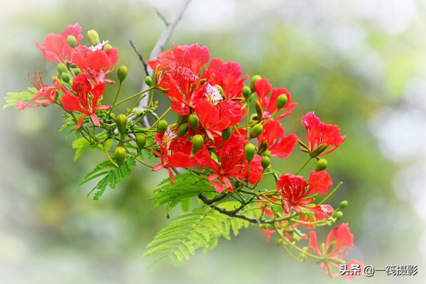 凤凰木什么时候开花