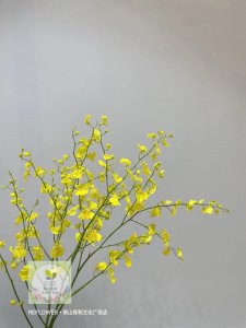 跳舞兰的花语和寓意 舞动的兰花花语与象征意义