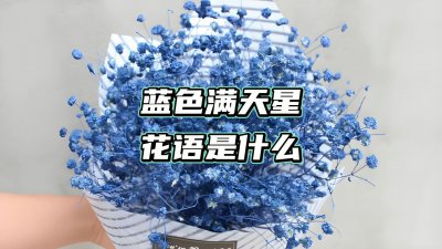 蓝色满天星花语和寓意 蓝色星花的象征意义